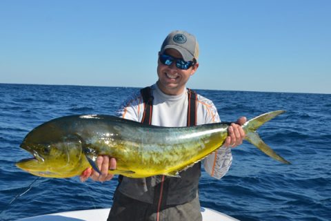 A 15-pound mahi puts up a serious battle on light tackle.