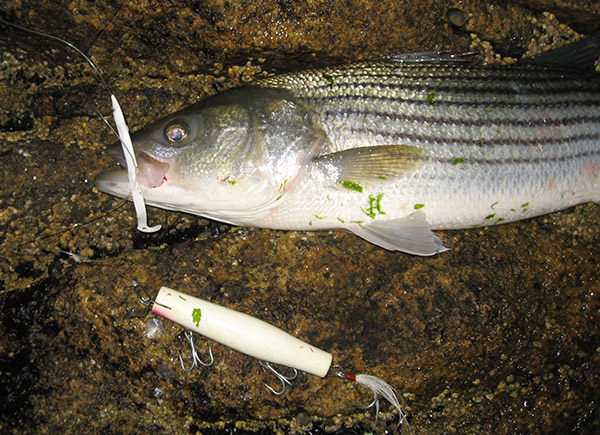 A sand-eel teaser, in this case a Red Gill, is a dynamite summer striper lure when fished ahead of a metal-lip plug.