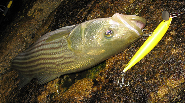 Slim-bodied plugs like this 7-inch model from Greenpoint consistently produce bass of all sizes during the summer.