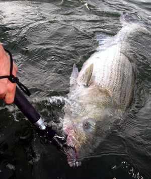 A big bass that fell for a bunker chunk is held boatside for a moment before being released.