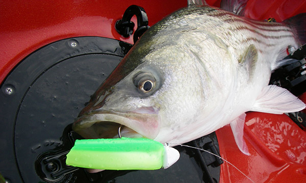 Just because the lure is different than it was when it came out of the package doesn’t mean it won’t still catch fish. Often times, for whatever reason, just those short little plastic nubs created by bluefish will raise fish when they are keyed in on really small baits. This striper fell for a Fin-S Fish that was chopped off by a bluefish.