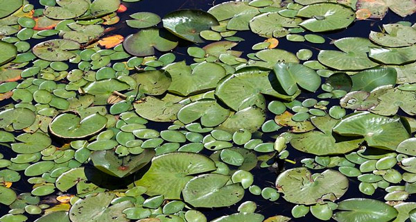 When a body of water is overcome by scum, it is as if there is a giant umbrella hovering over the bass&rsquo;s habitat
