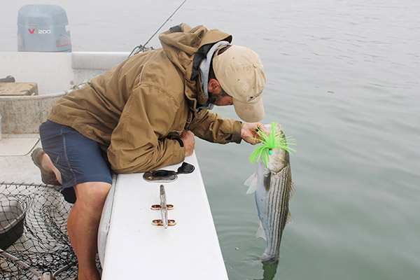 The author displays a teen-sized harbor striper which fell for a SeaWolfe shovelhead jig, while nearby charter captains could get nary a strike, even with live bait!