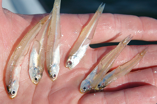 Vast numbers of bay anchovies will fuel September blitzes.