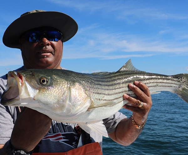 James Warmsley caught this Westport striper aboard the LIttle Sister.