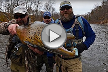 Oak Orchard Brown Trout