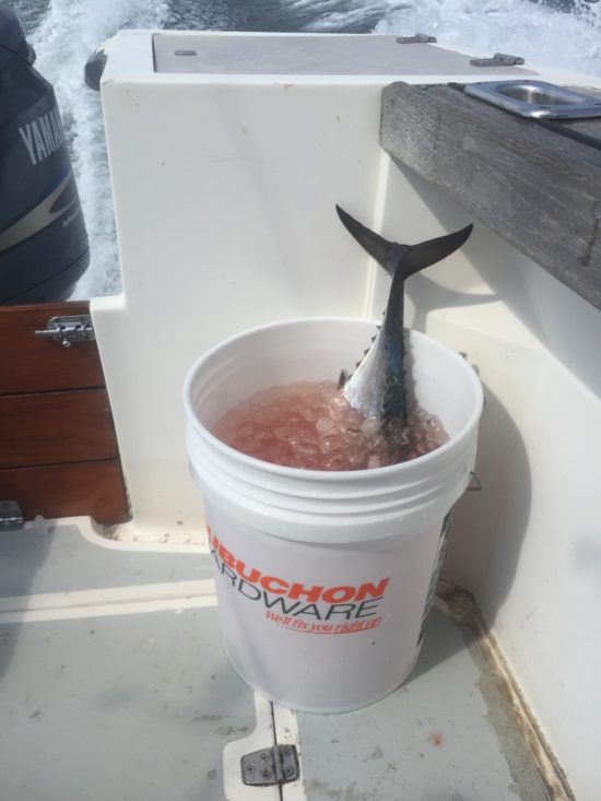 albie-recipe-cooking-idea