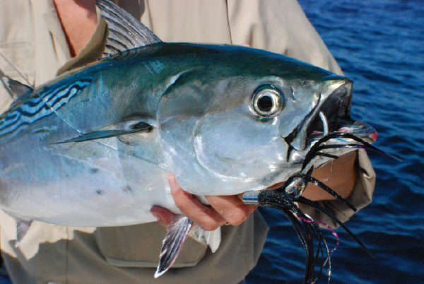 Albies can be caught casting, trolling and fly-fishing