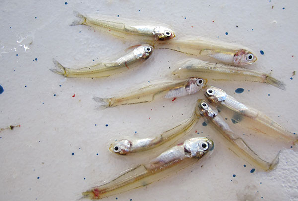 Bay anchovies are small, translucent baitfish