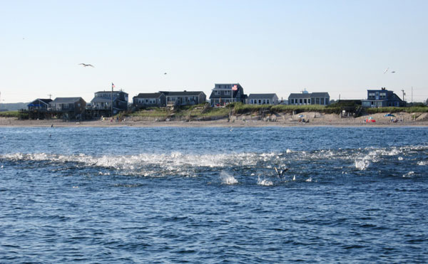 Bluefish tear through bay anchovies that have schooled along Rhode Island&rsquo;s south shore beachfront.