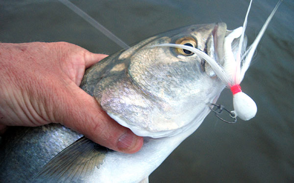 Bluefish love to feed on bay anchovies. 