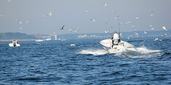 If you find blues and smaller bass in a pogy blitz, check out nearby structure where nicer bass will often stage. 