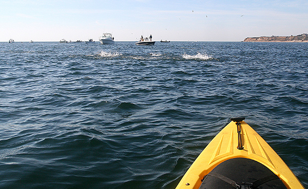 The author makes a stealthy approach on a pod of breaking albies.