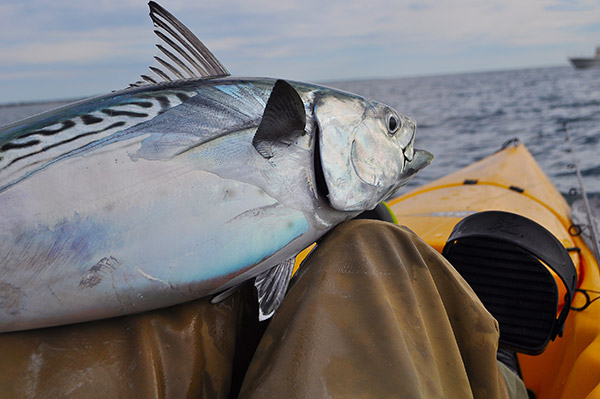 Bringing two rod-and-reel combos will allow you to quickly adjust your presentation to fool the feeding albies.