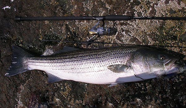 Peanut bunker often call the cows in close