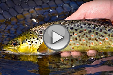 Deerfield River Trout