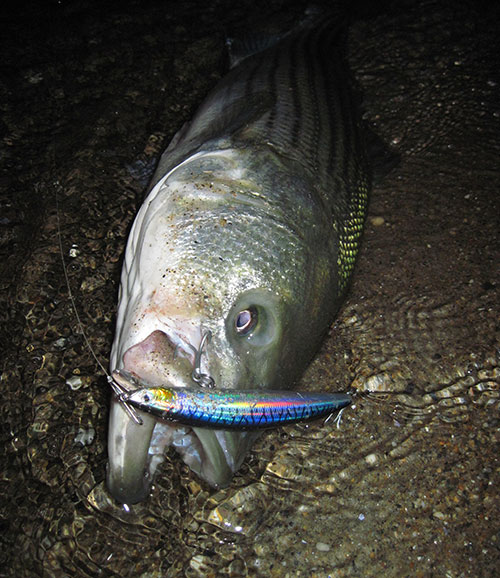 Use larger plugs after dark