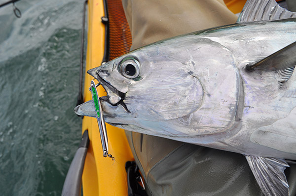 Metal lures are very productive on rough days