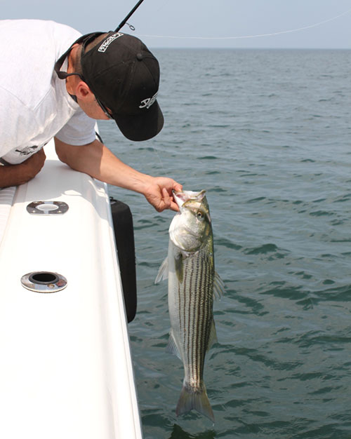 This Boston Harbor bass was fooled with a Sebile Soft Magic Swimmer.