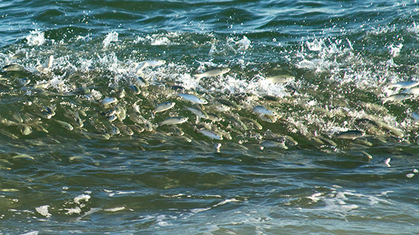 A large school of mullet erupts from a wave to escape predators lurking beneath.