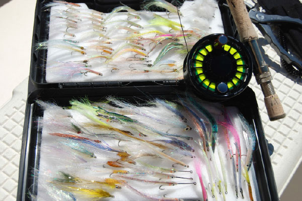 Fly anglers should stock up on small baitfish patterns that imitate the abundant rainbait.