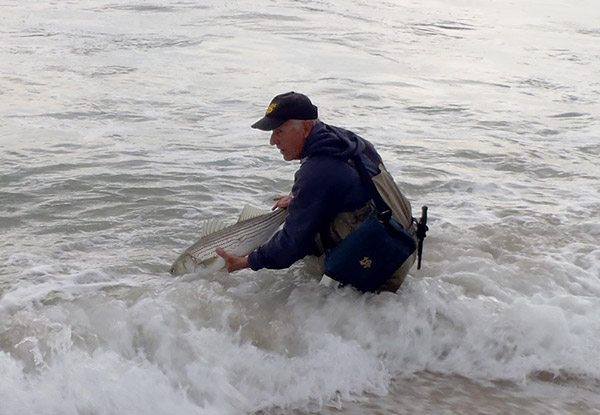 The author releasing a striper just a few feet from the lip where he hooked it.