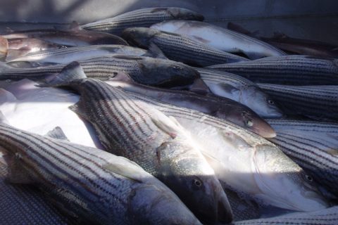 Commercial Fisherman Pleads Guilty to Poaching Striped Bass