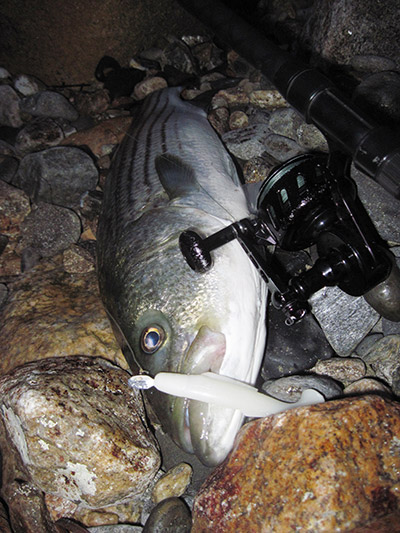 Here’s a keeper bass that the author landed from shore right at dark