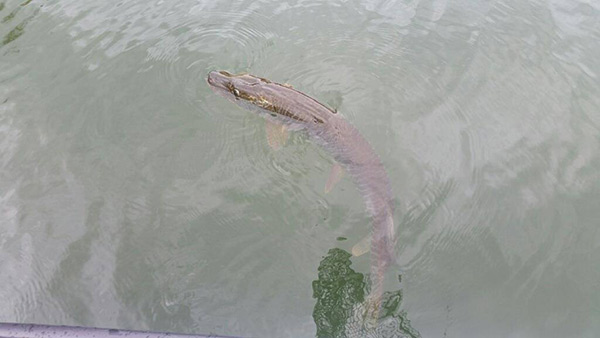Dustin Wheatley, caught a nice Tiger Musky using a jig.