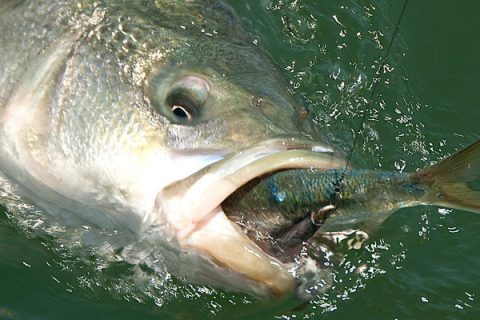 5 Tricks for Better Bunker Fishing