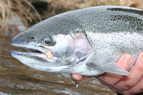 Steelhead