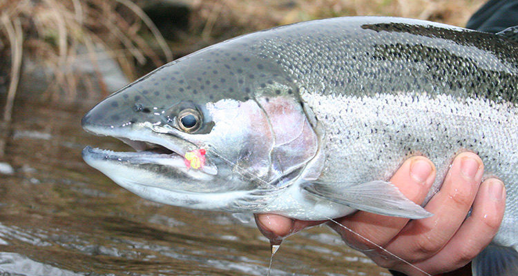 Steelhead