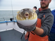 A beautiful blowfish caught aboard Capt. Ron Santee's The Fishermen.