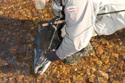 New York DEC Announces Salmon River Flows to Return to Normal