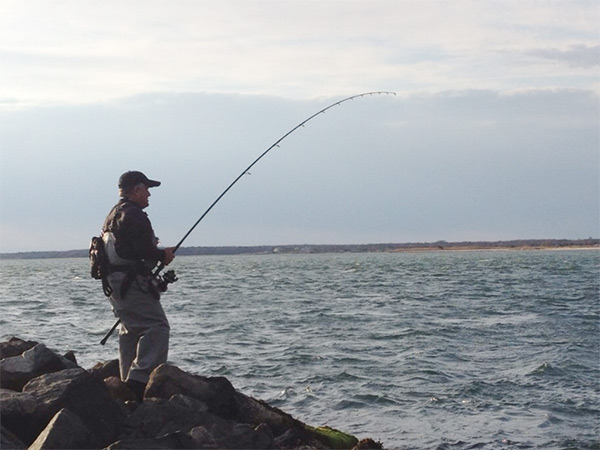 The author fights a good striper against the heavy current in Moriches Inlet.
