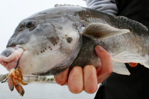 Tautog