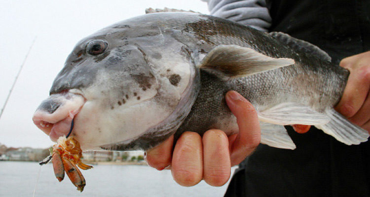 Tautog