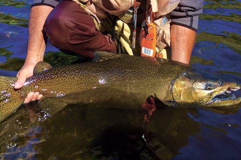 The Return of The King