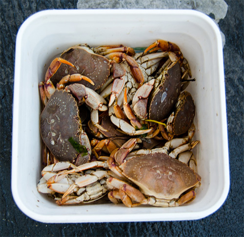 Fishermen targeting trophy tog often use white-legger crabs
