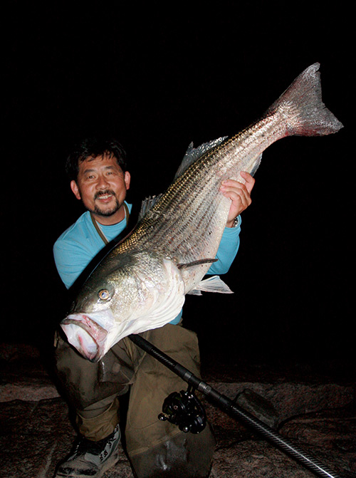 Live eels have accounted for some large stripers in South Shore inlets