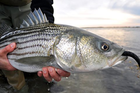 Rhode Island breachway strategies