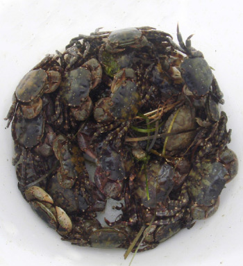 This bucket of Asian shore crabs is ideal for a successful day of inshore tog fishing.
