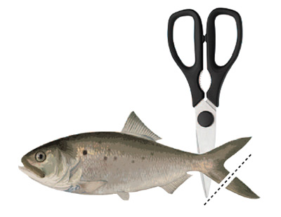 cut the tail on your bunker