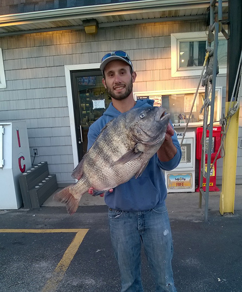 There was a nice Sheepshead boated that was close to 14 pounds by Derek Garbarino who was fishing the rocks for Tog.