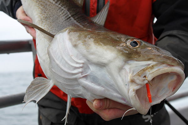A nice cod caught with clam on a high-low rig.