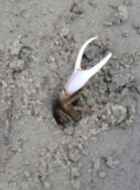 This fiddler has no interest in leaving the comfort of his hole.