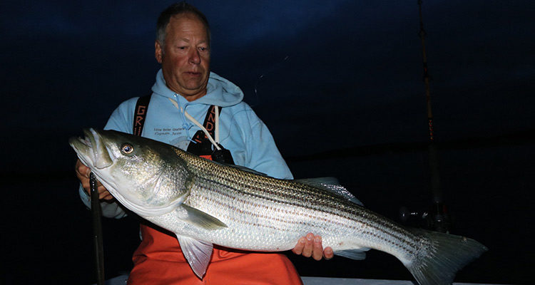 Captain Jason Colby proves that for stripers, eels at night are what's for dinner!