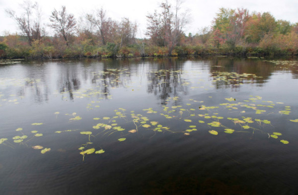 This lake tributary held several largemouth on the outside edges of these lily pads.