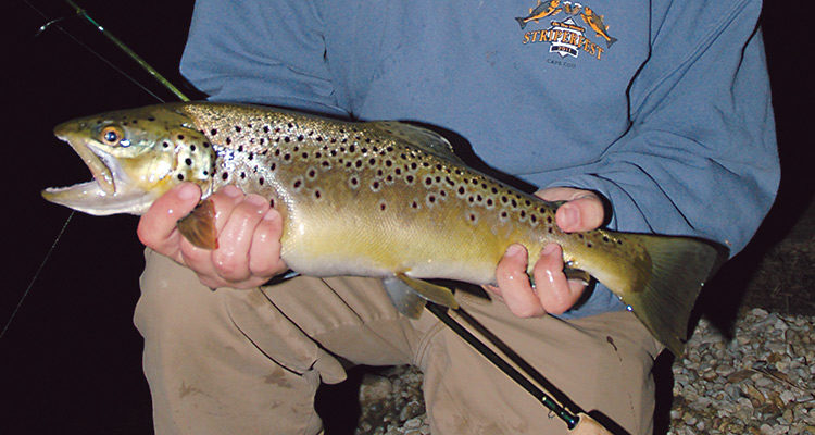 Night Brown Showdown