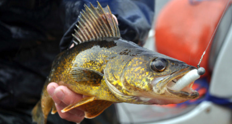walleye